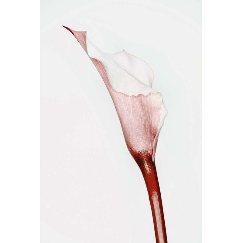 Calla Lily 3 (Red) Print by Leigh Viner, 40" H x 27" W x 2" D