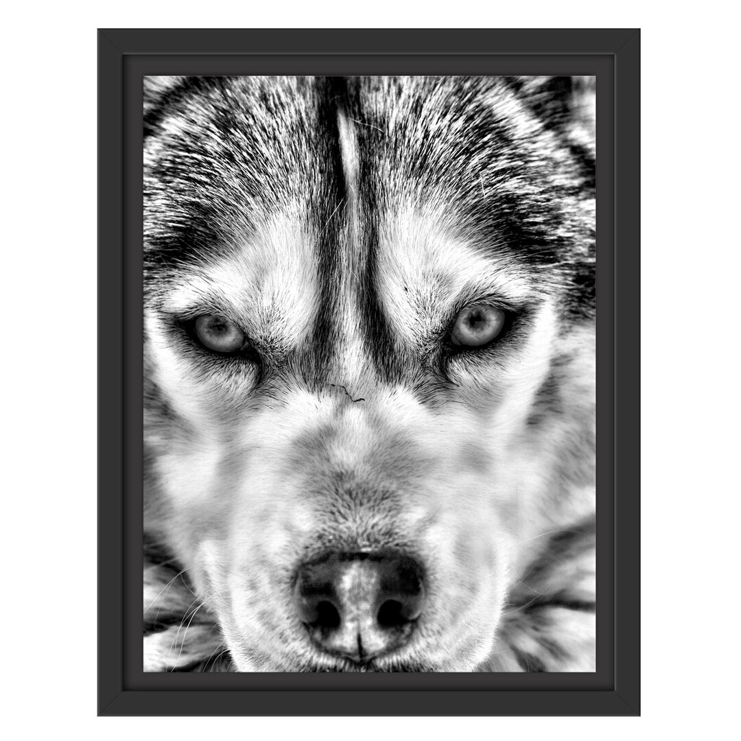 Gerahmtes Wandbild Husky