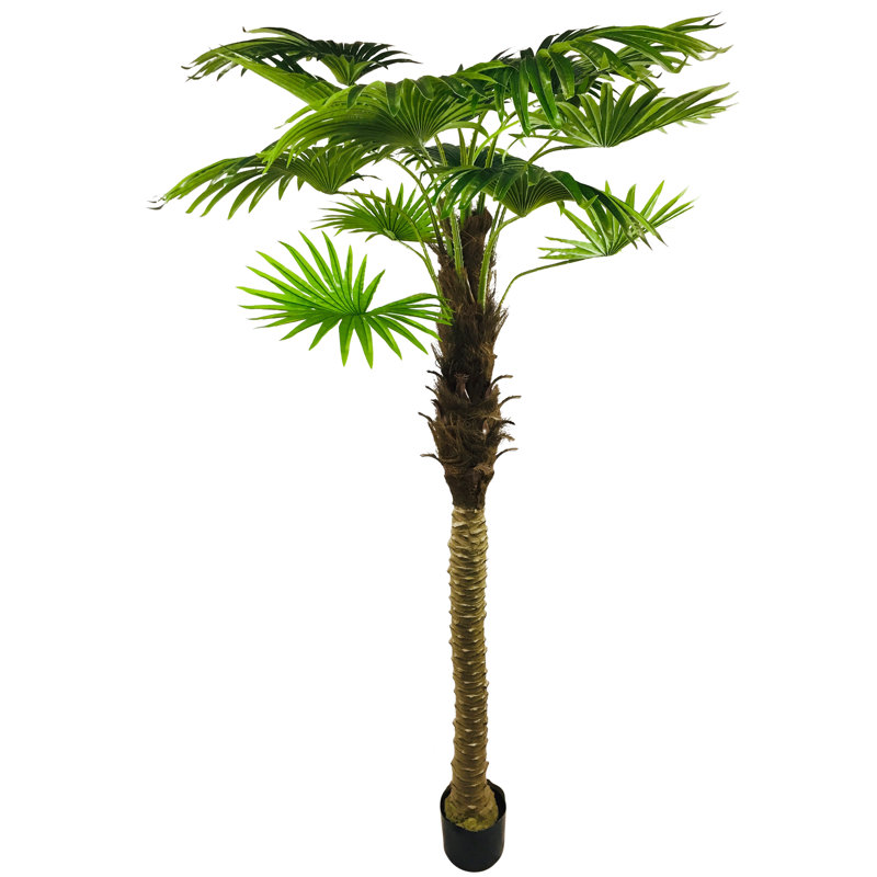 220cm Palm Tree in Pot