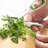 Zyliss Herb Snippers