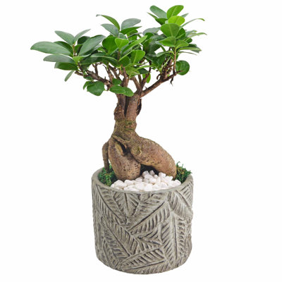 Primrue Live Ficus Plant in Ceramic Planter