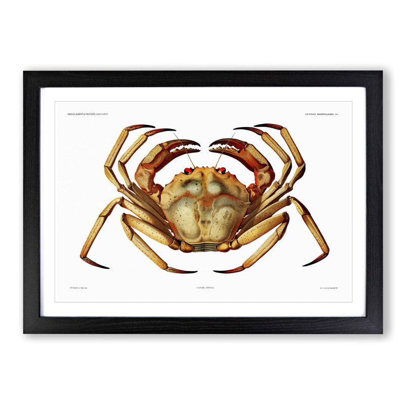 Atlantic Crab by Albert I - Single Picture Frame Painting, 33cm H x 45cm W x 2cm D, Black Framed