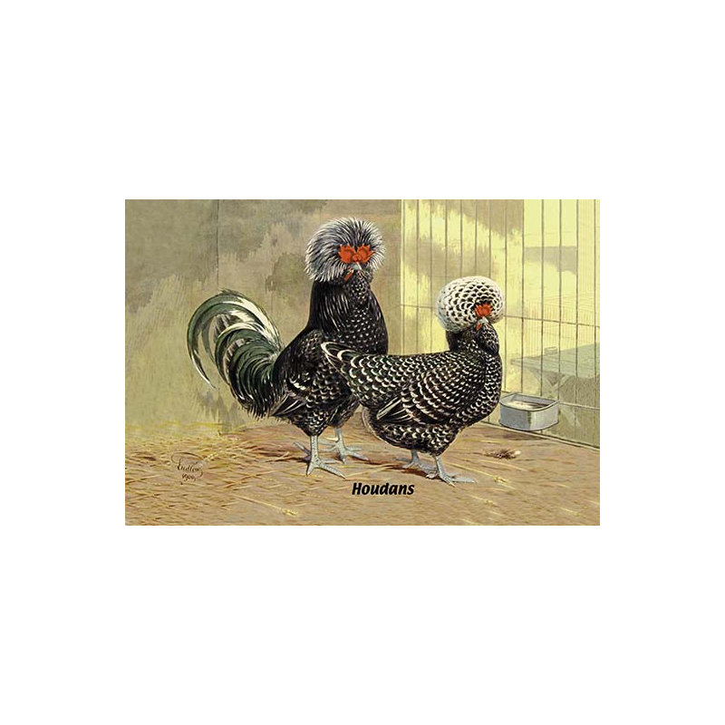 « houdans (poulets) », reproduction d’art, H 42 po x l 28 po