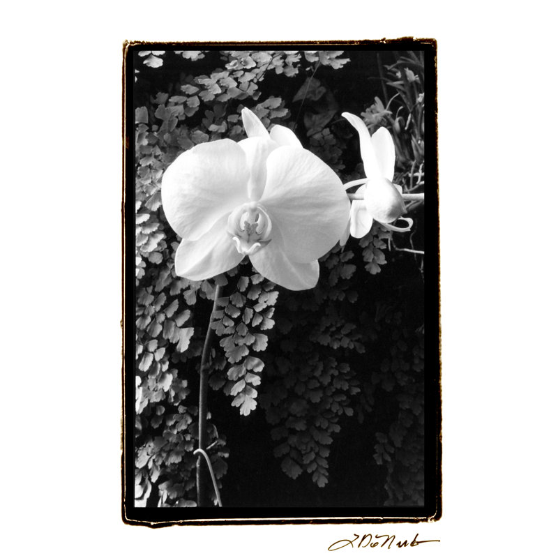 Striking Orchids I - Wrapped Canvas Print, 76cm H x 51cm W x 3.8cm D
