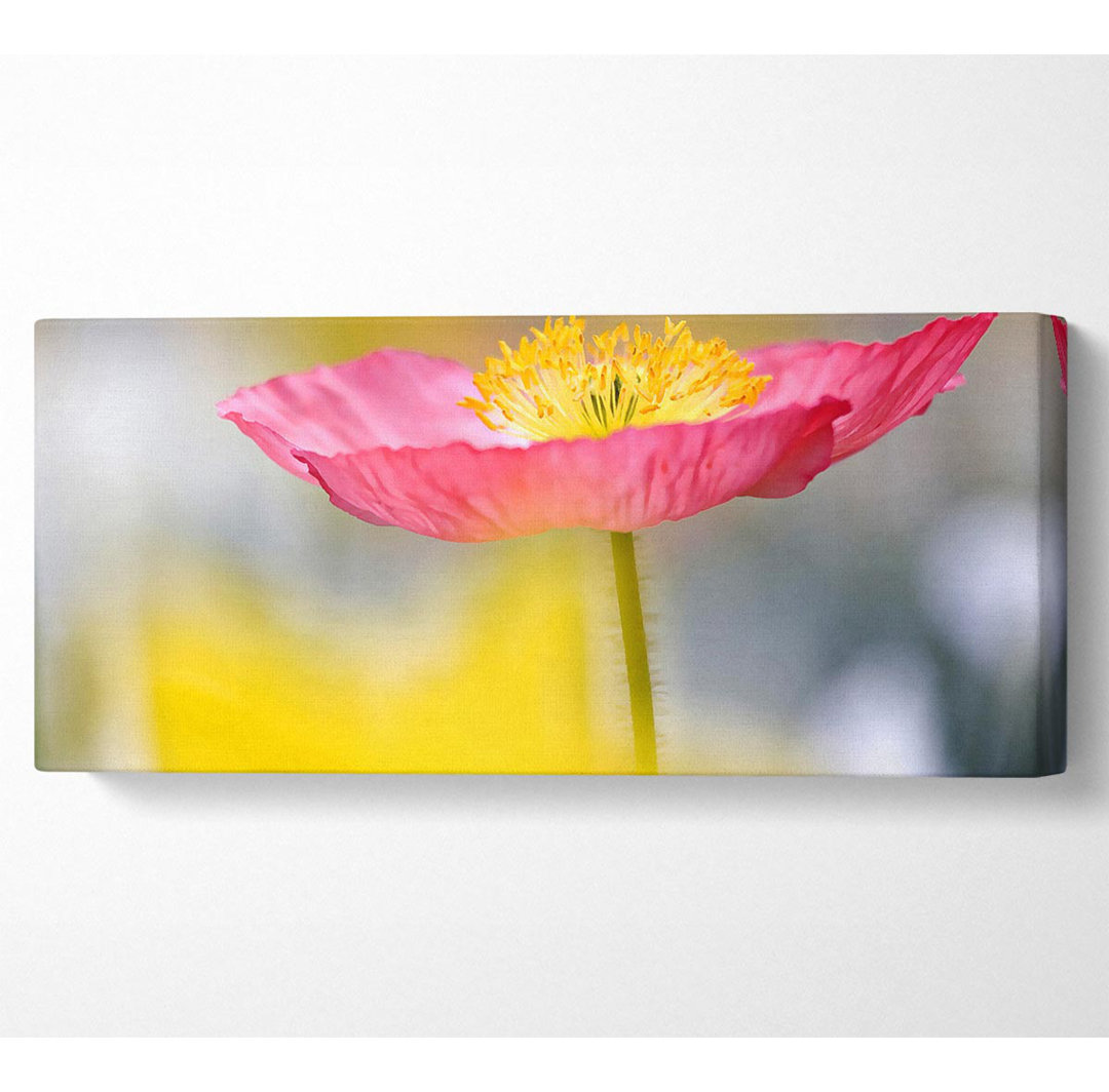 Einzelne rosa Mohnblumen im Garten - Panorama-Kunstdrucke auf Leinwand