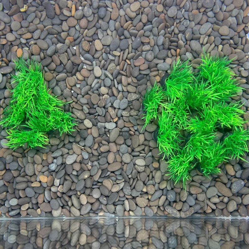 Plantes décorations d'aquarium 20 pièces