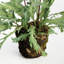 RABBIT PIED ENCASTRÉ 13,5 po-1272768058