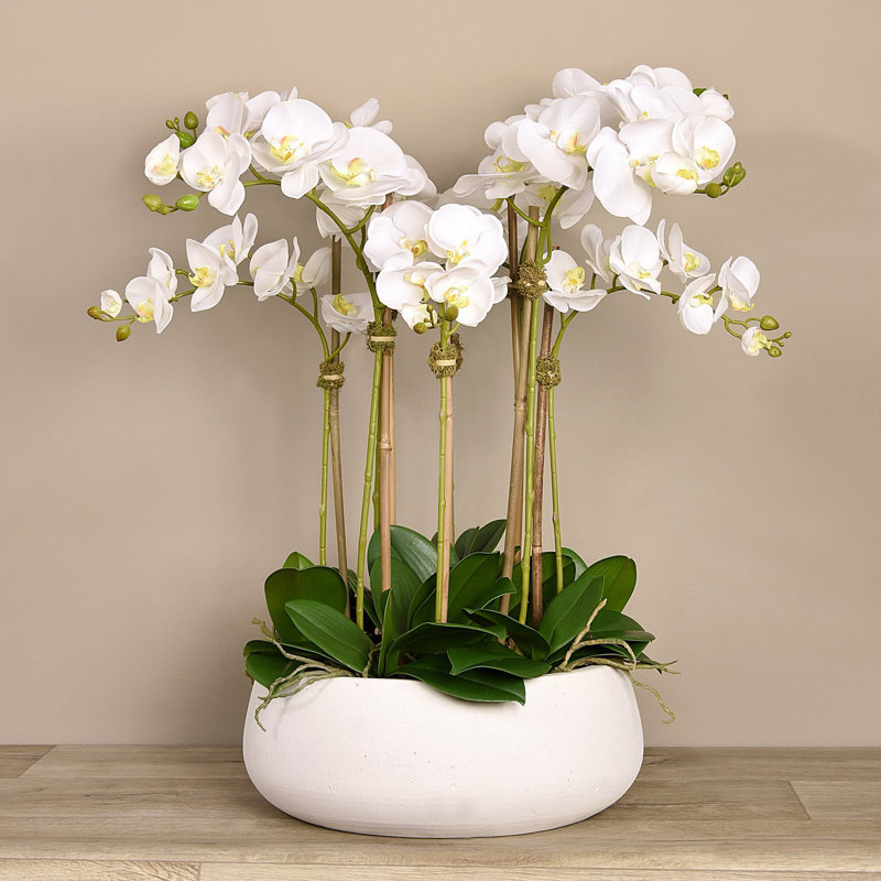 Orchid Floral Arrangement in Planter, White, White, 29" x 22"