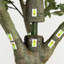 13 pi Olive artificielle