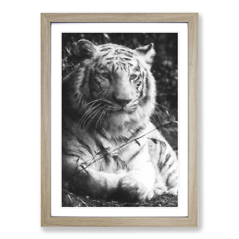 Tiger Vol.3 - Picture Frame Graphic Art, 36cm H x 27cm W x 2cm D, Oak