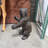 Baby Grizzly Bear Life Size Statue