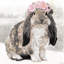 Lapin Simone 2883915-149886531-155877452-155877459