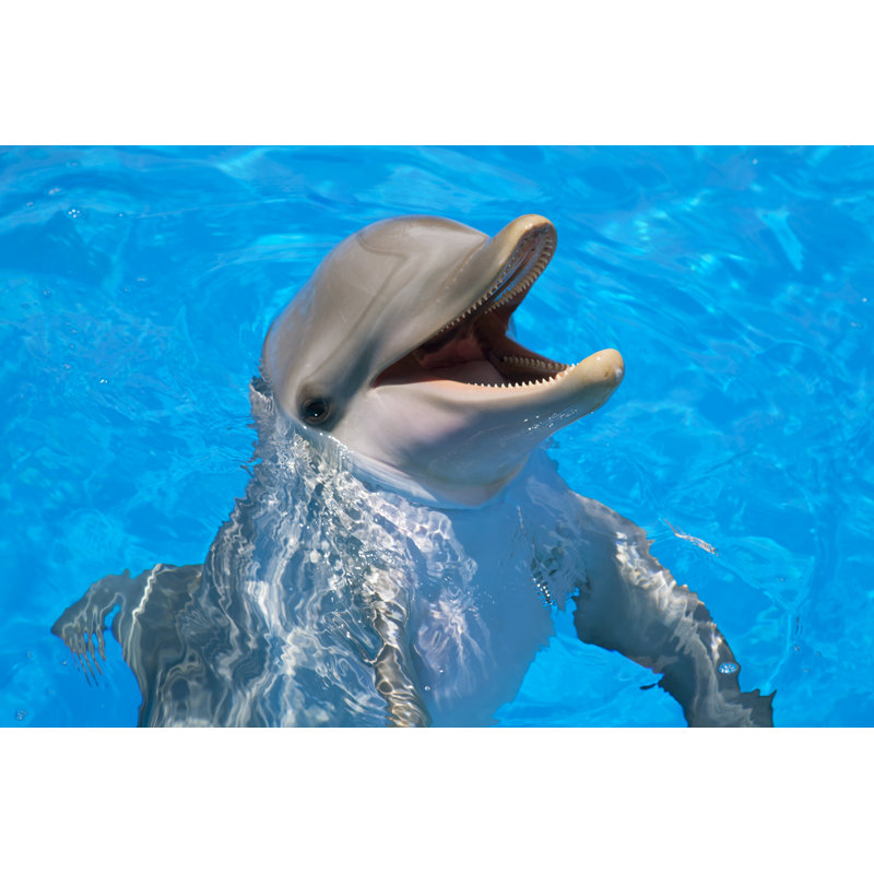 Souriant dauphin gris - photographie sur toile tendue, L 12 po x H 8 po