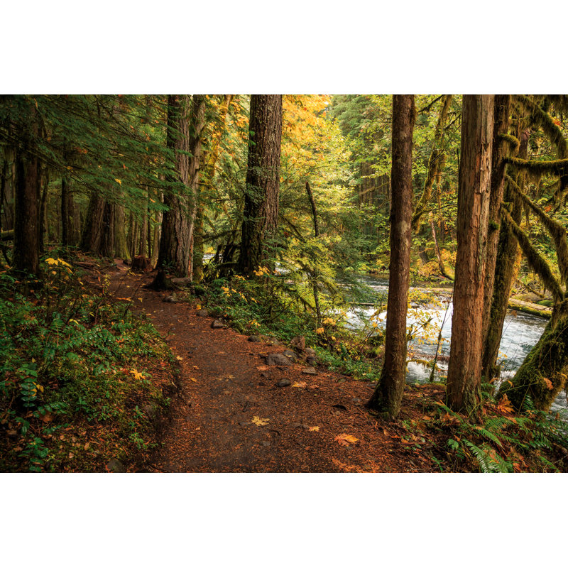 Fulk Willamette National Forest - Wrapped Canvas Print, 51cm H x 76cm W x 3.8cm D