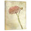 Ranunculus Bloom 2 by Kimberly Allen - Wrapped Canvas Print-1457437436
