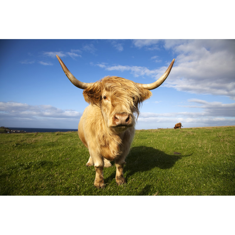 Highland Cow, Écosse par Gannet77, H 12 po x l 18 po