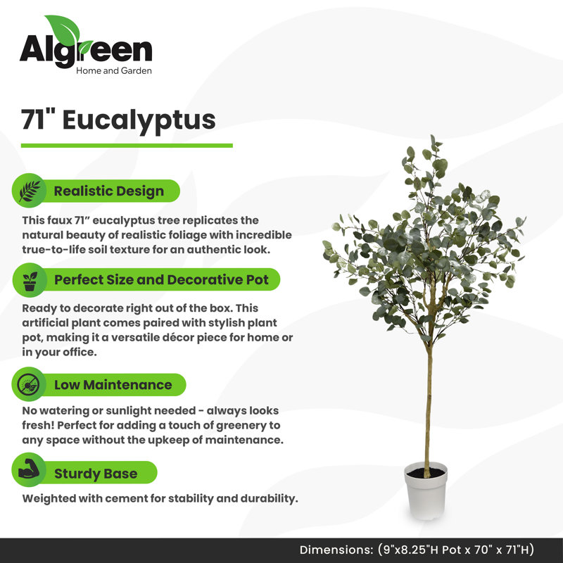 Eucalyptus Tree
