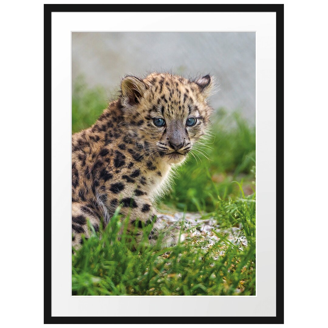 Gerahmtes Poster 'Junger Leopard im Gras'