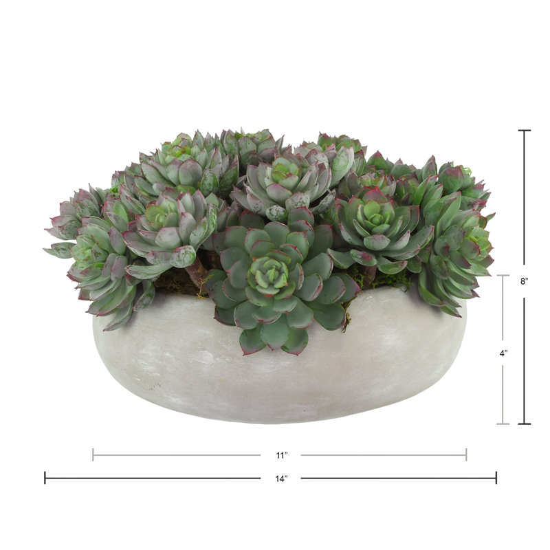 Succulents Arranged in a Ceramic Planter