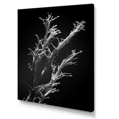 " Black and White Coral Plant " Print