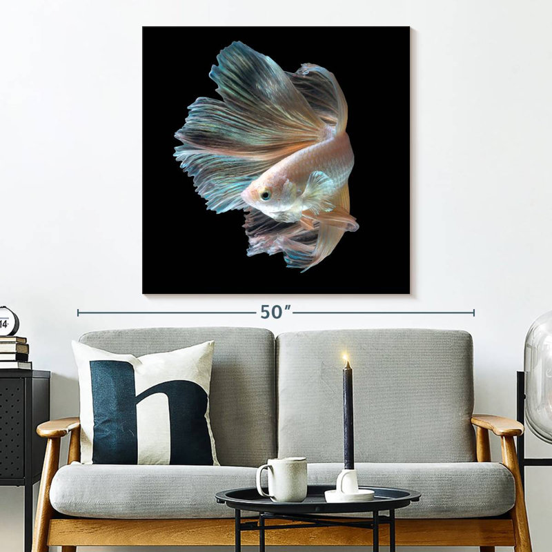 Crowle Majestic Siamese Betta Fish