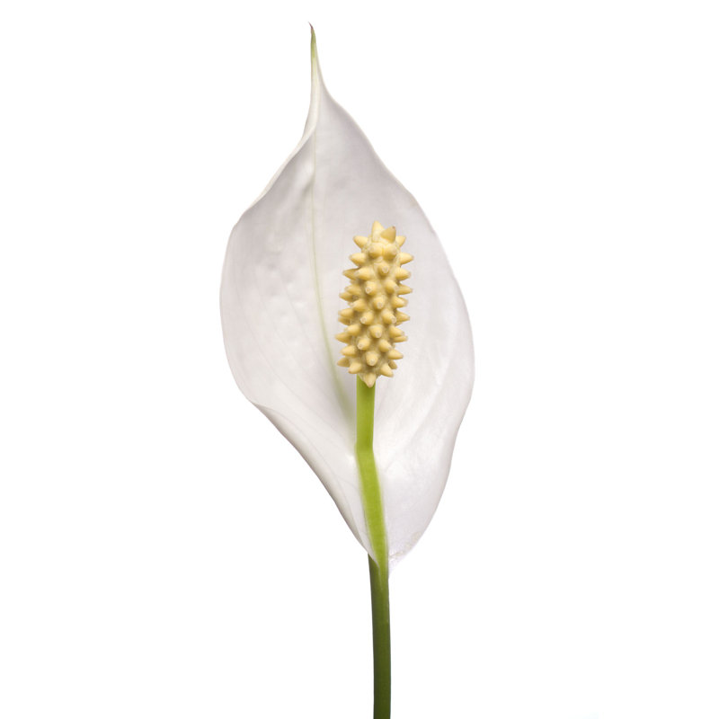 «White Peace Lily» par Toncsi - photographie sur toile tendue, H 30 po x l 20 po