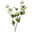 Houblon vaporisateur X 15 39 po 