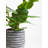 45cm Faux Ficus Tree in Ceramic Pot