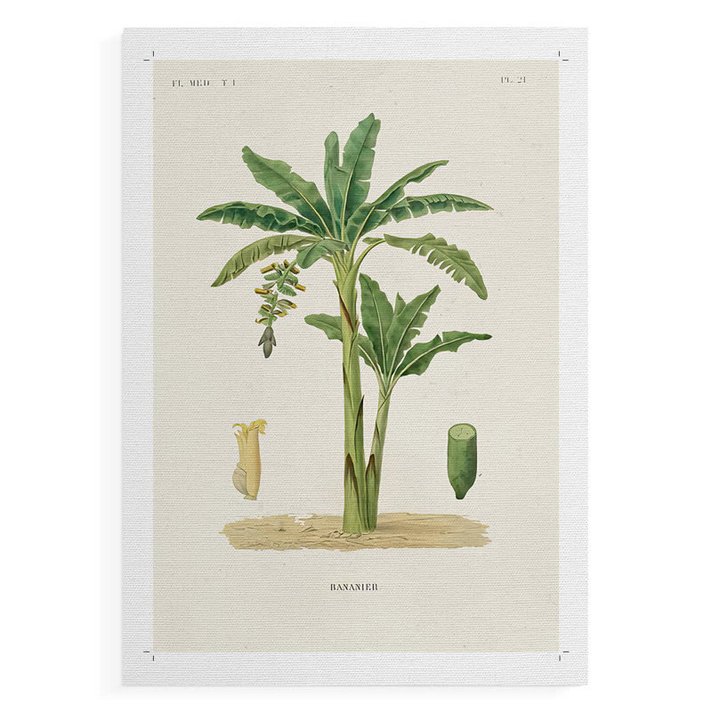 Arbre antique avec fruit III - impression sur toile seulement - non encadrée, H 18 po x l 12 po