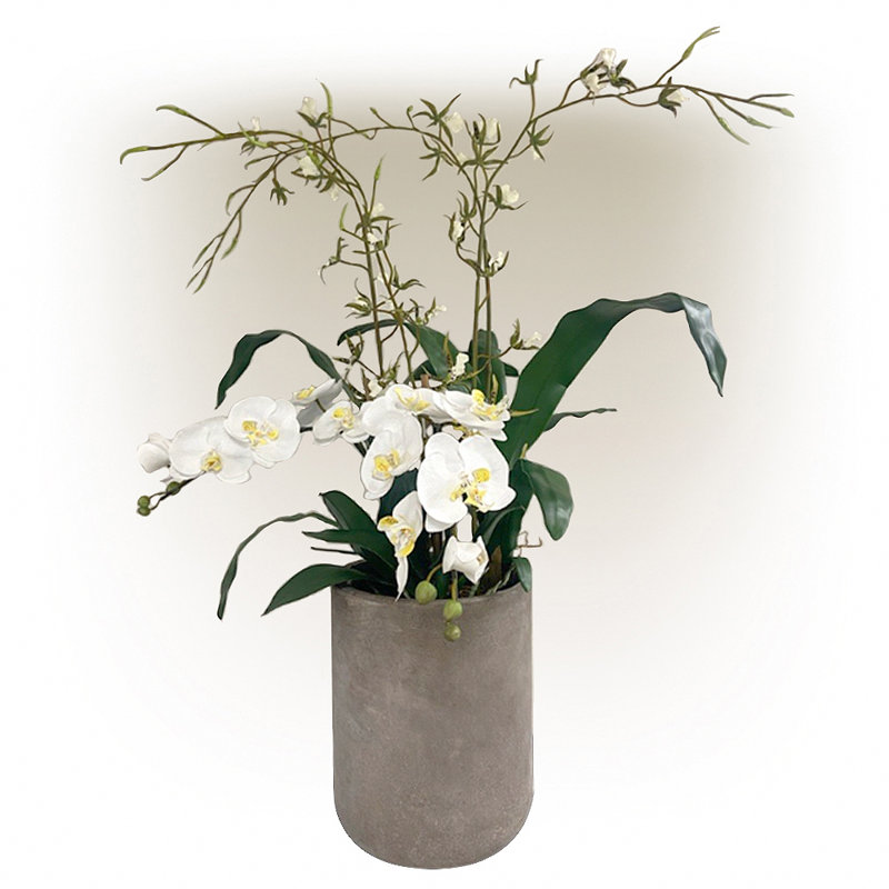 Arrangement d'orchidées mixtes en pot de ciment blanc vert