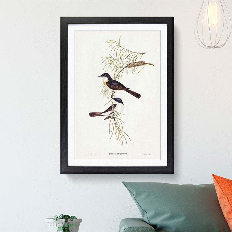 Restless Flycatcher Birds by Elizabeth Gould - Picture Frame Painting Print, Black Framed, 36cm H x 27cm W x 2cm D