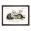 Raccoon Illustration by Charles D'Orbigny - Picture Frame Painting Print-55601717-55601712