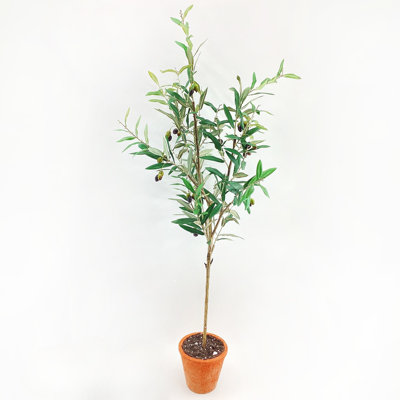 Piazza Potted Olive Tree 56in