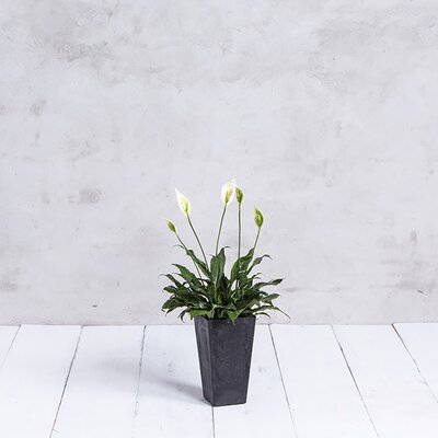 Ebern Designs Sewickly Pot Planter & Reviews | Wayfair