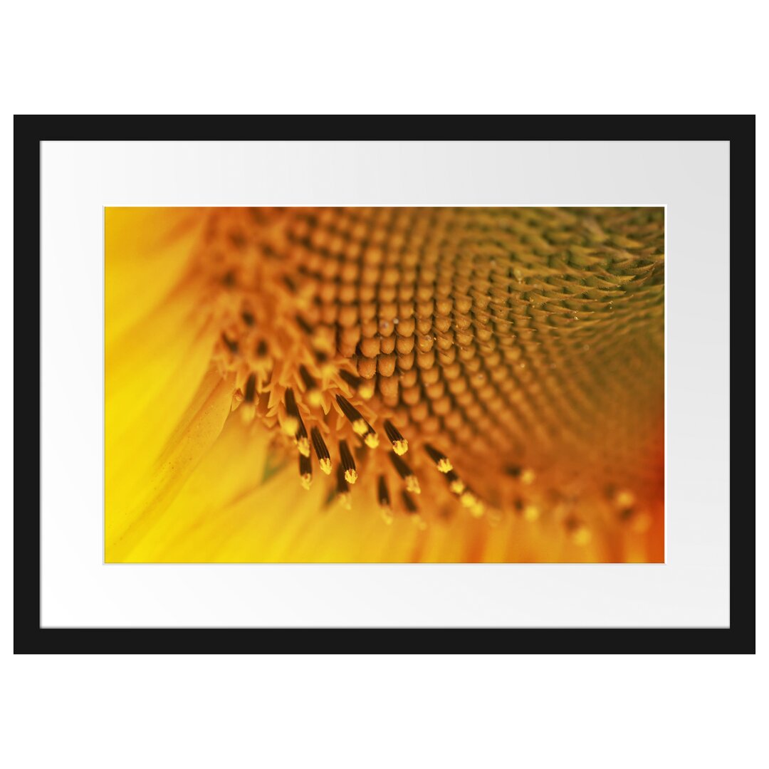 Gerahmtes Poster Wunderschöne gelbe Sonnenblume