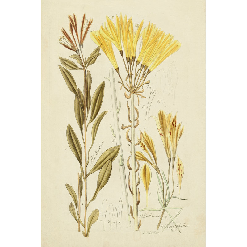Antique Botanical Sketch IV by Vision Studio - Graphic Art, Wrapped Canvas, 122 cm H x 81 cm W