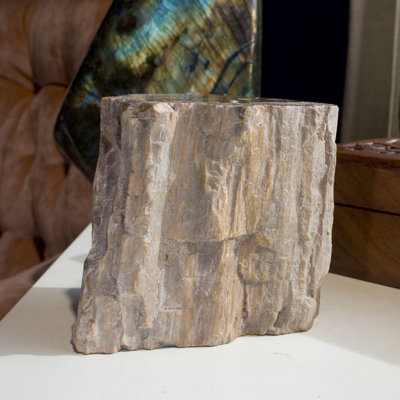 360 Degree Petrified Wood