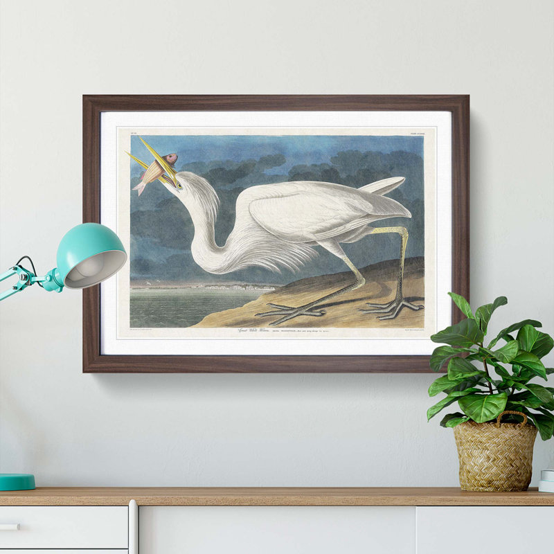 Great White Heron by John Audubon - Picture Frame Painting Print, 36cm H x 48cm W x 2cm D, Walnut Framed