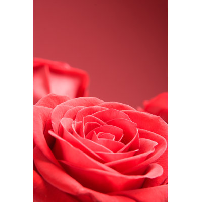 Red Rose by Agencyby - Wrapped Canvas Print