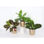 Live Prayer Plant Trio Set In Classic Pots-78391224