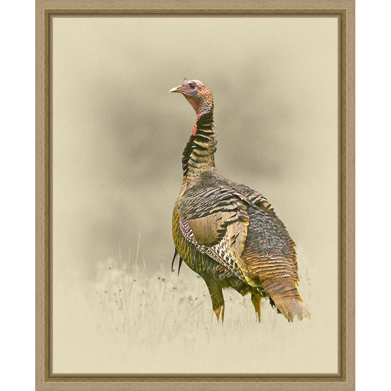 " Turkey "