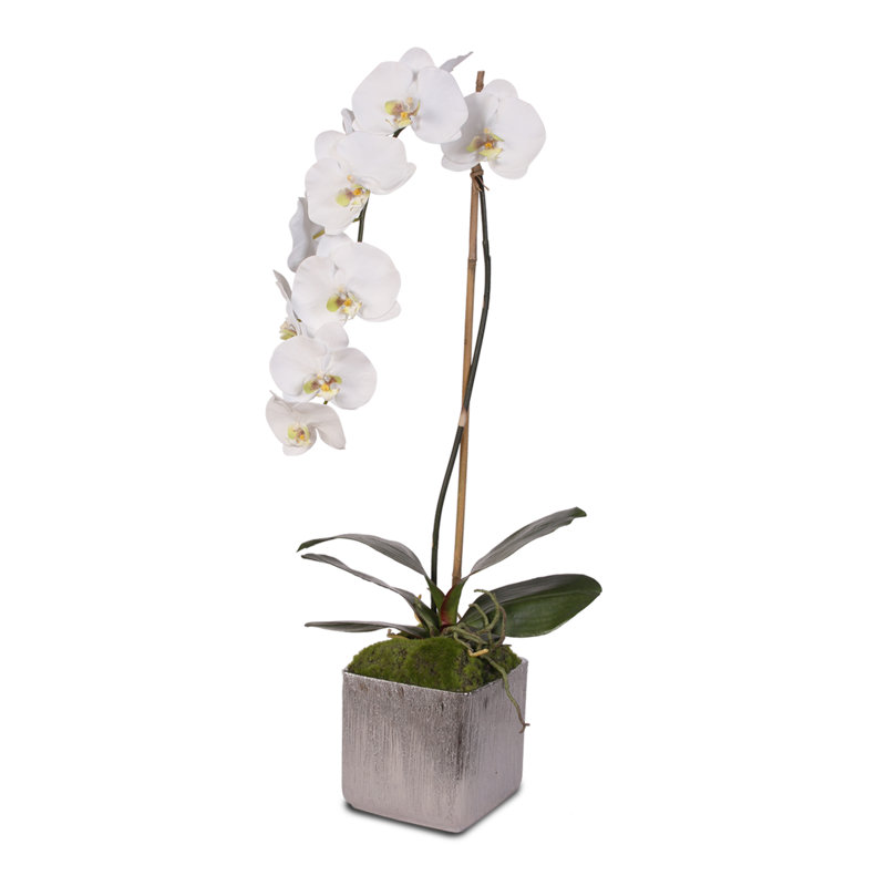 Real Touch Silk Phalaenopsis Orchid Floral Arrangement in Pot
