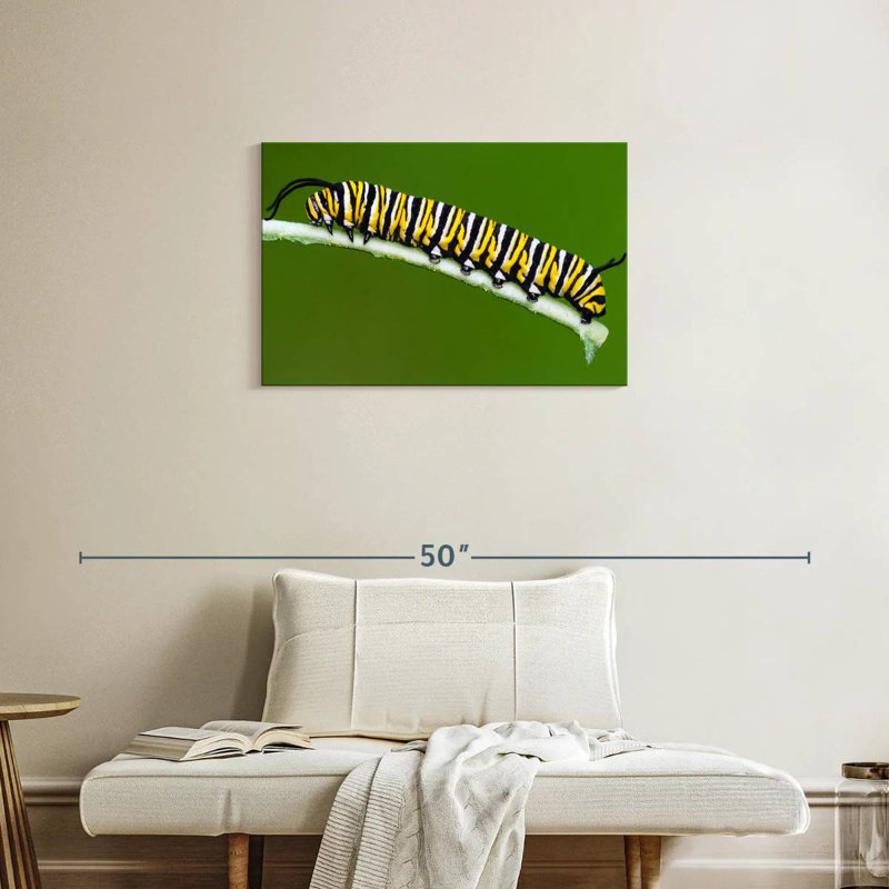 Striped Monarch Caterpillar, 20" H x 30" W