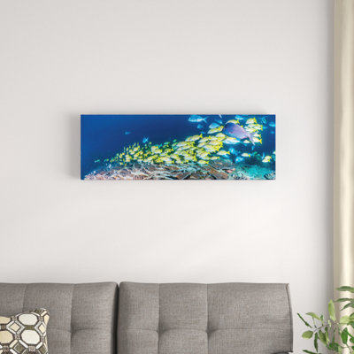 Bluestripe, sodwana bay, kwazulu-prénatale province, south africa, reproduction de photo sur toile tendue