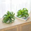 Fausse plante araignée verte-1459847671