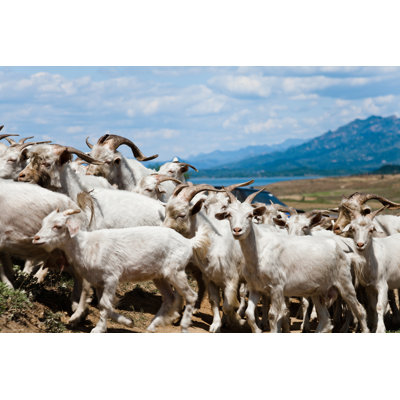 Flock of Goat by Loonger