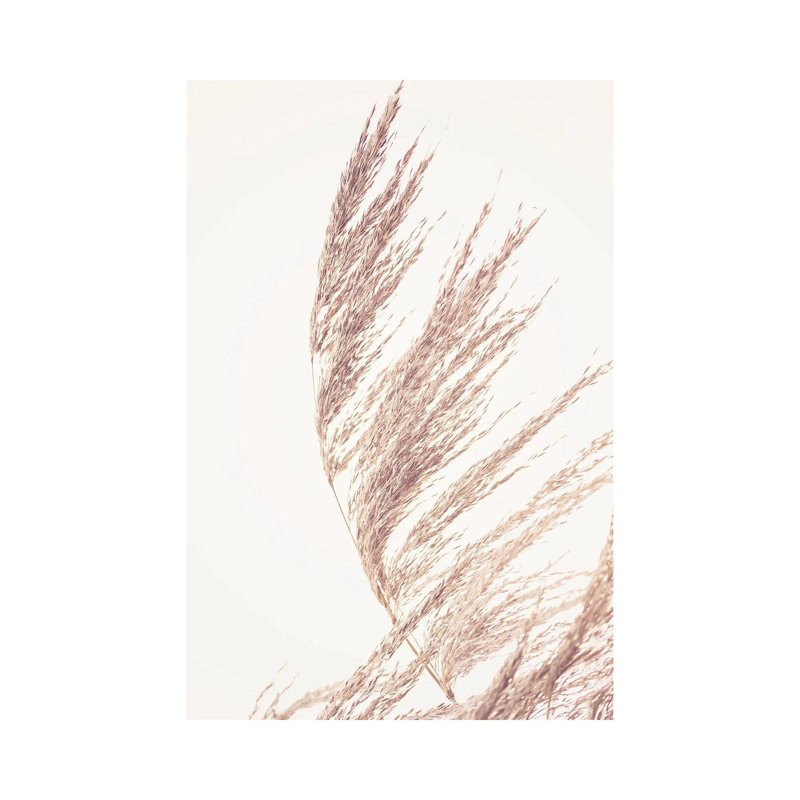 Pampas Grass II by Sisi & Seb - Gallery-Wrapped Canvas Giclée on Canvas, 30.48 cm H x 45.72 cm W, Canvas