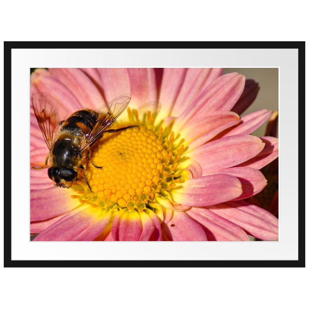 Winzige Biene auf einem Gänseblümchen Gerahmte Fotokunstdruck Poster