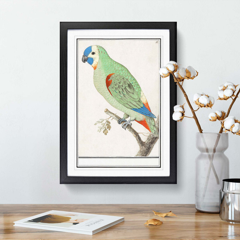 Amazon Parrot by A.B. De Boodt - Single Picture Frame Painting, 33cm H x 24cm W x 2cm D, Black Framed