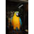Jimenez Single Parrot on a Tree Statue